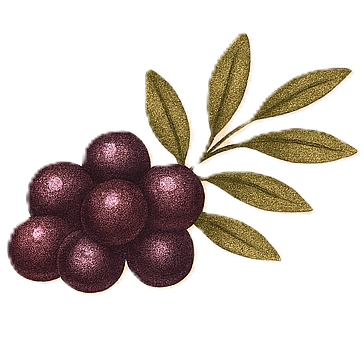 Gilded Grape | Wine Bar & Tastings | Port Charlotte FL Logo